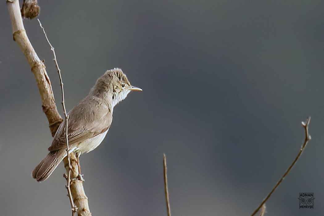 Eastern Olivaceous Warbler